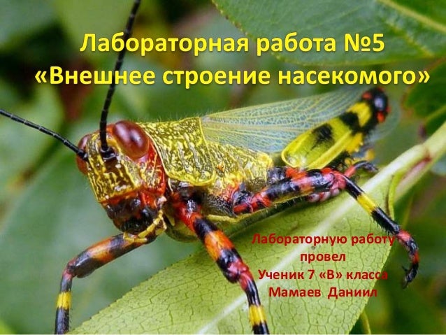 Лабораторная Работа 7 Внешнее Строение Насекомых Лабораторная Работа 7 Внешнее Строение Насекомых